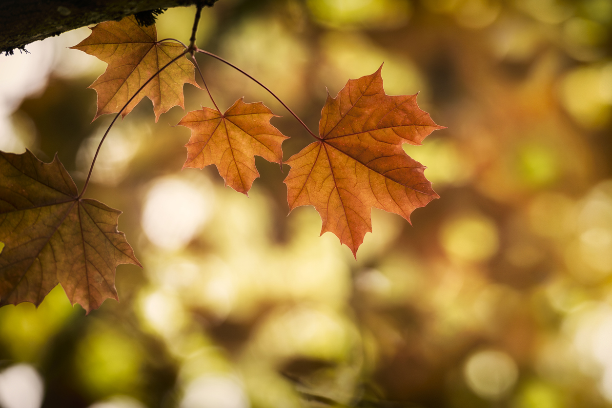 herfstblues