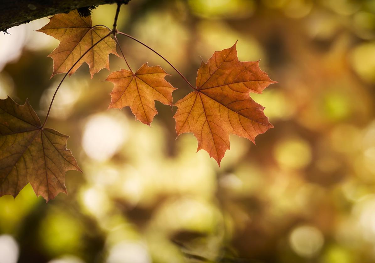 herfstblues